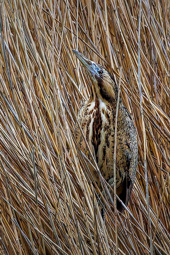 Bittern