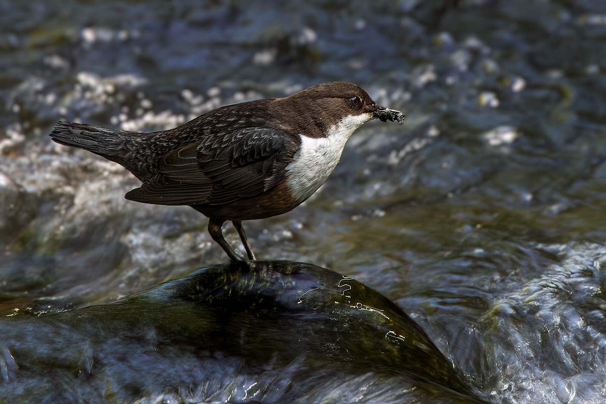 Dipper