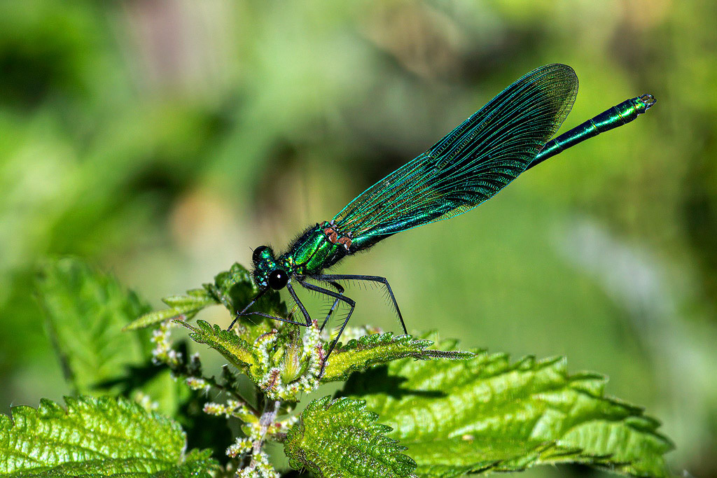 Banded Demoiselle