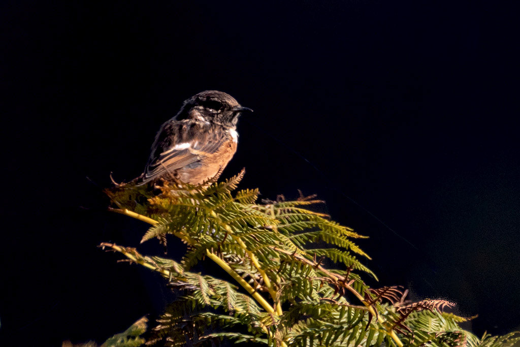 Stonechat