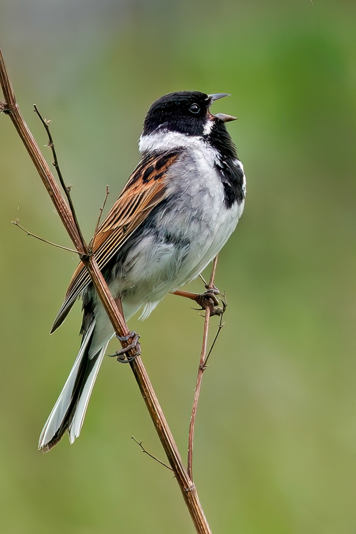 Reed Bunting