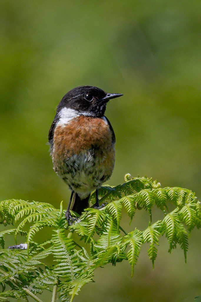 Stonechat