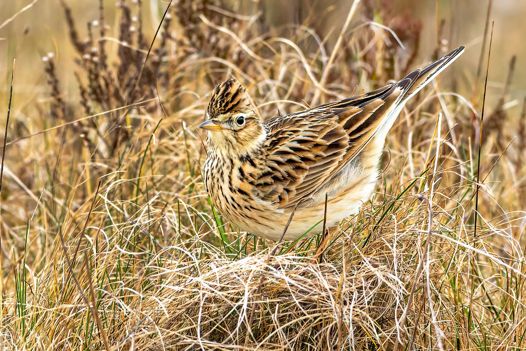 Skylark