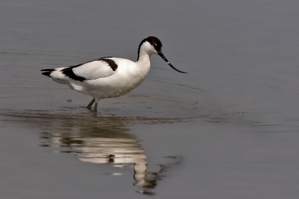 Avocet