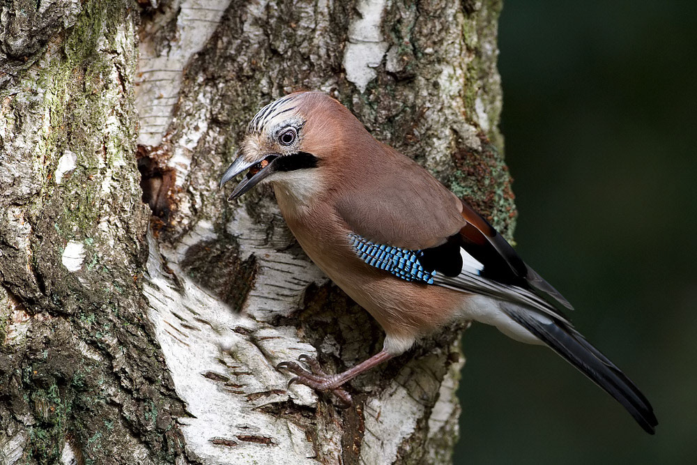 Jay