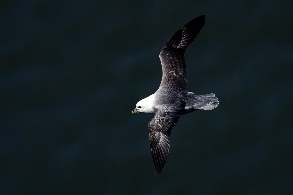 Fulmar