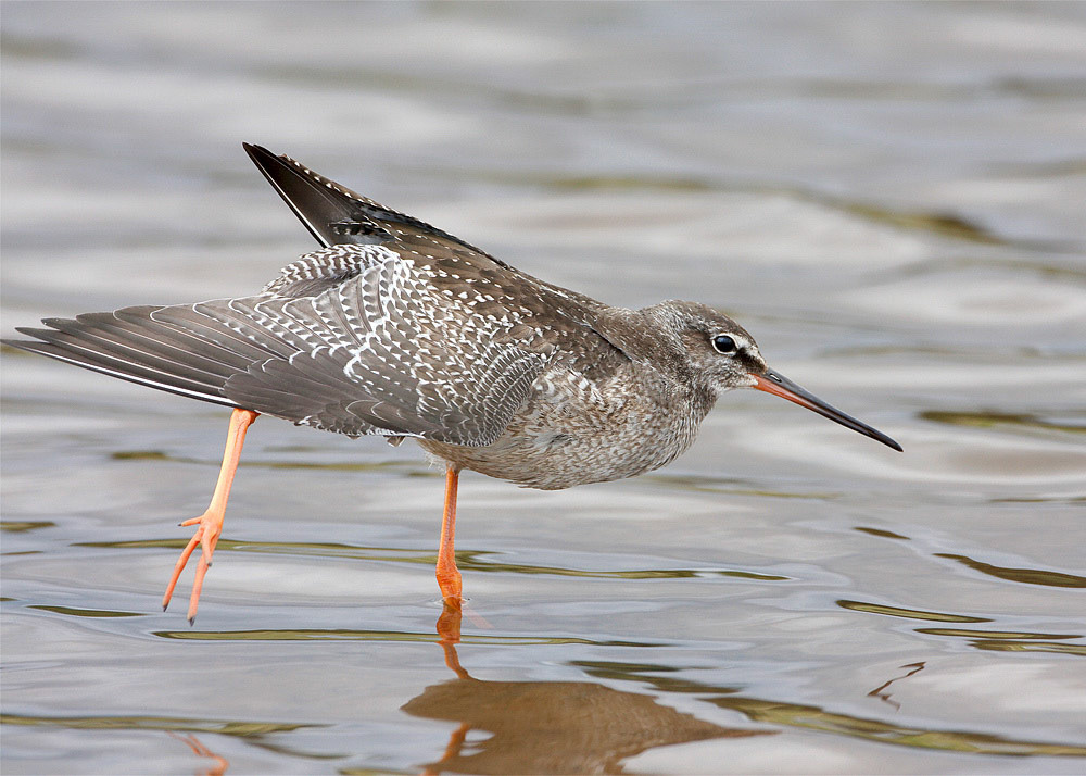 Spotted Redshank