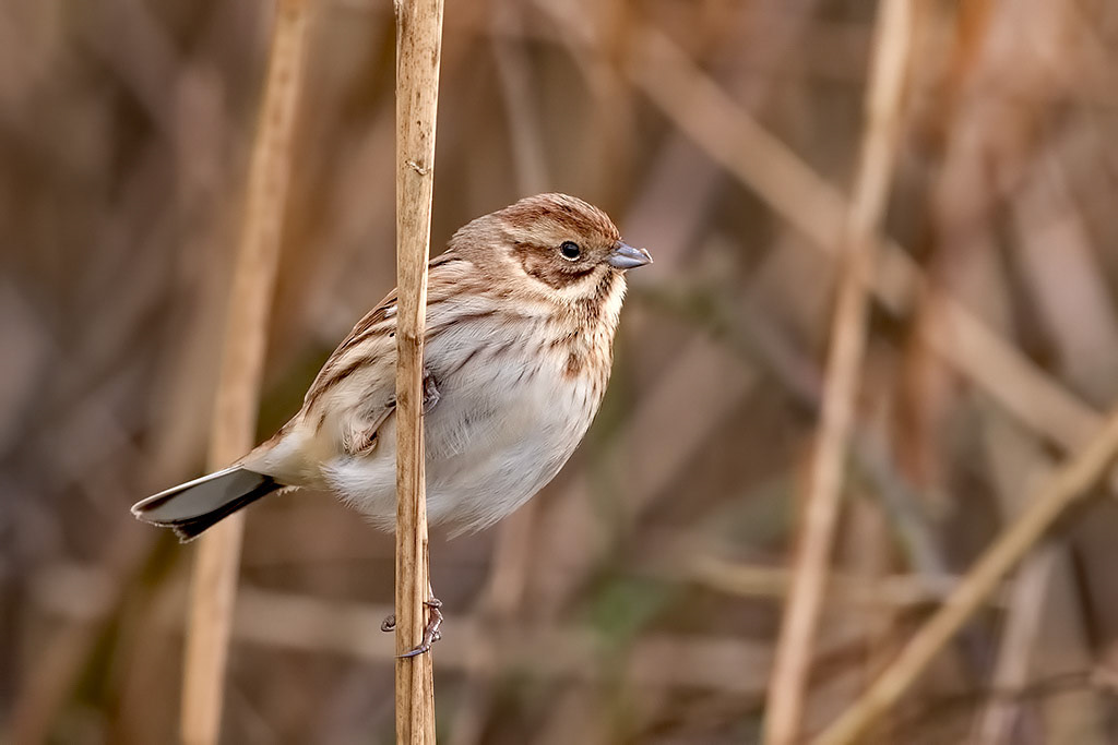 Reed Bunting