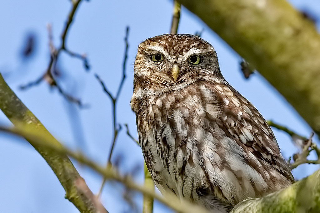 Little Owl
