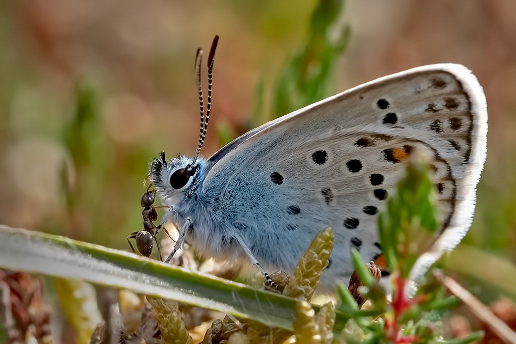 Silver-studded Blue