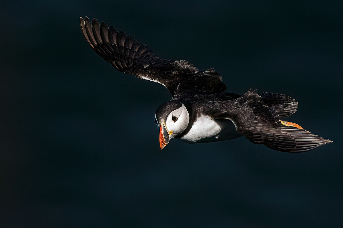 Puffin