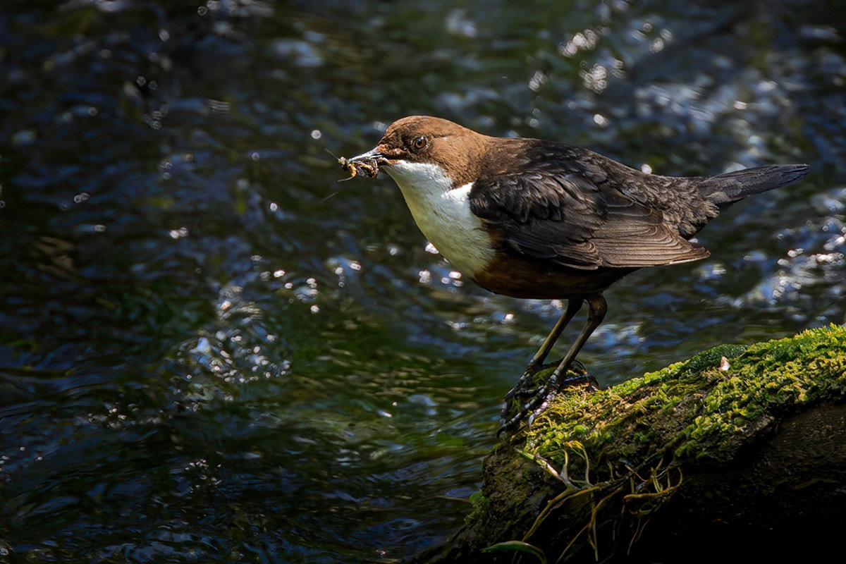 Dipper