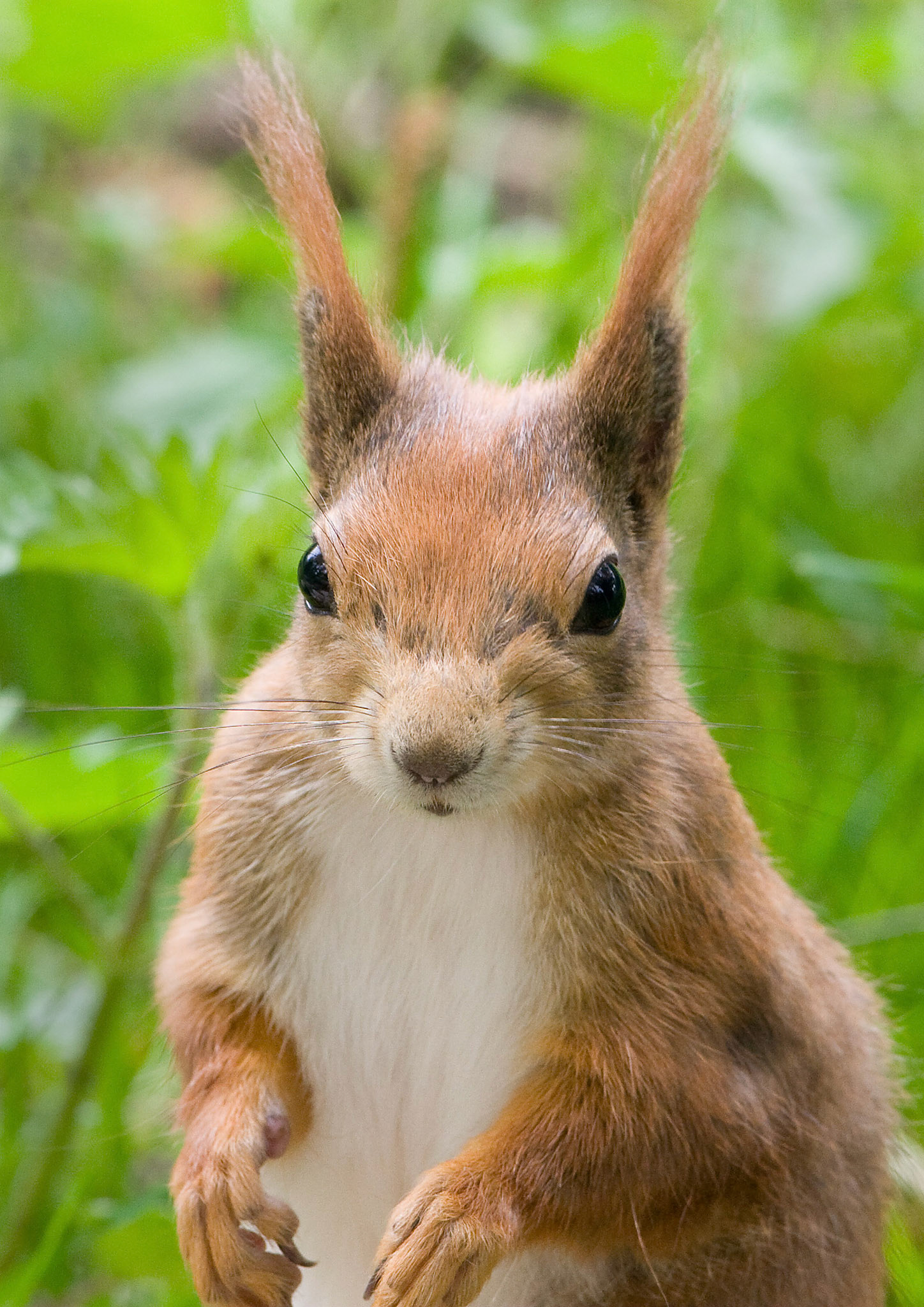 Red Squirrel