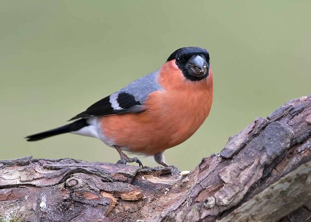 Bullfinch