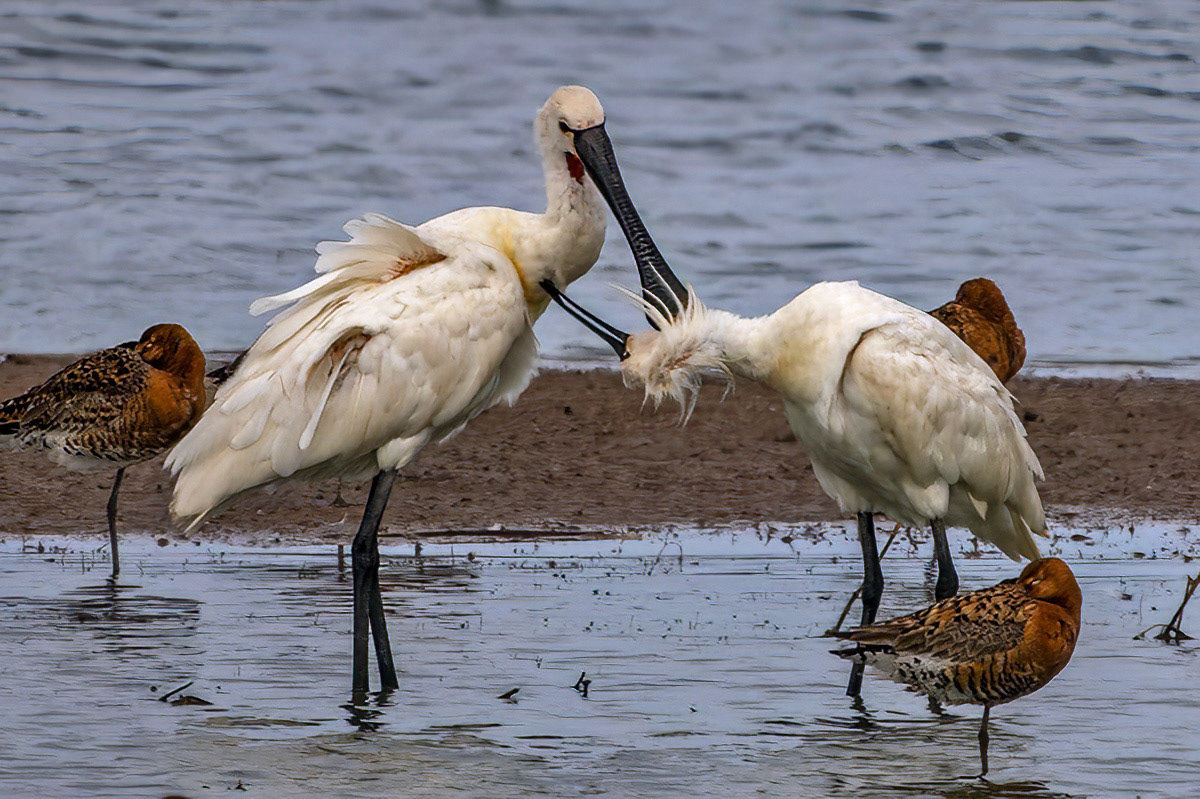 Spoonbill