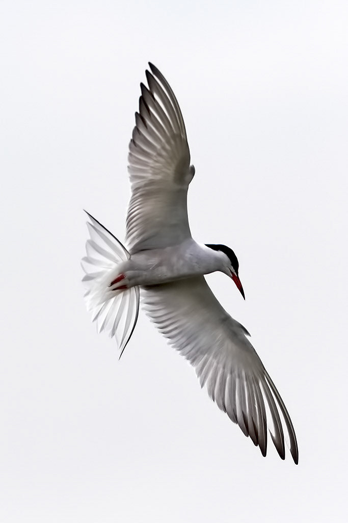 Common Tern