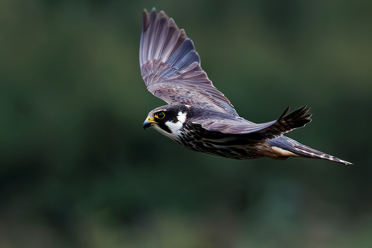 Hobby