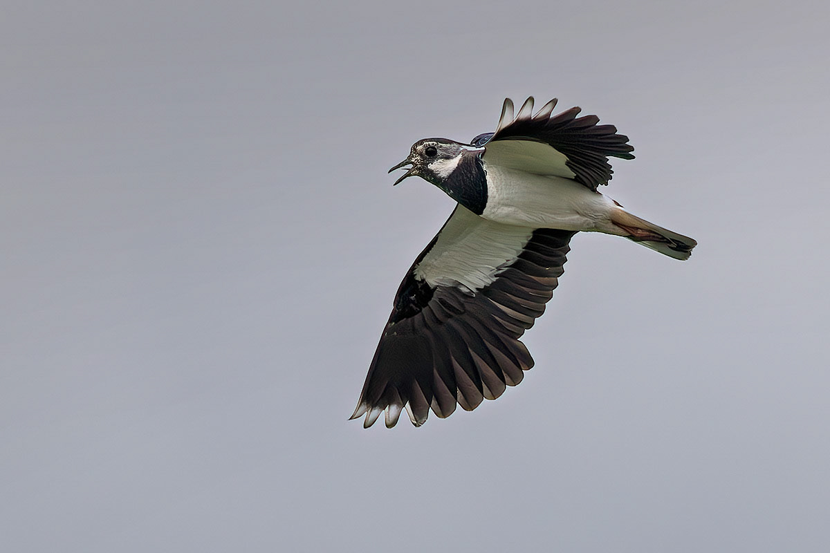 Lapwing