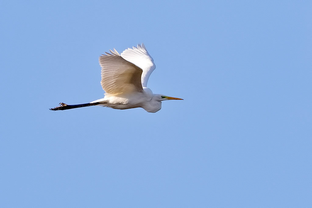 Great White Egret