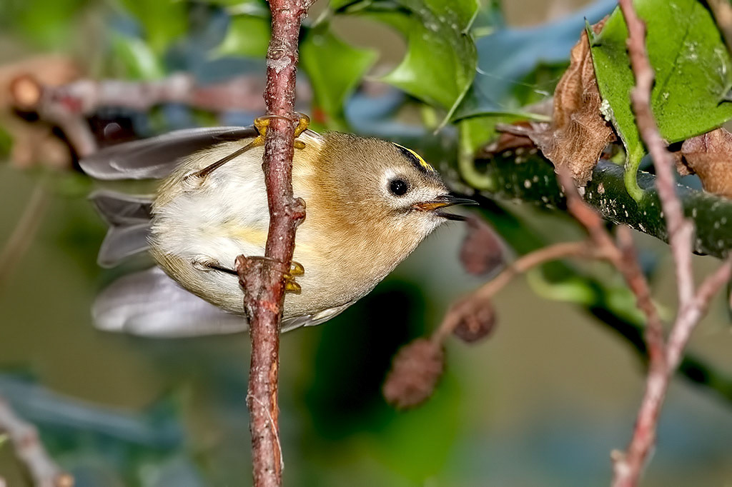Goldcrest