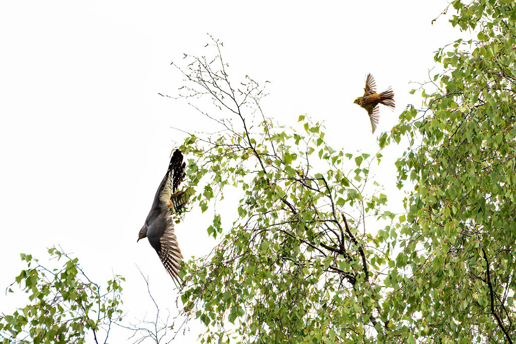 Cuckoo