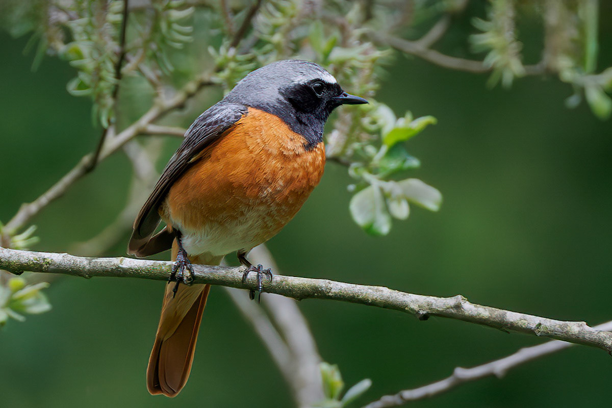 Redstart