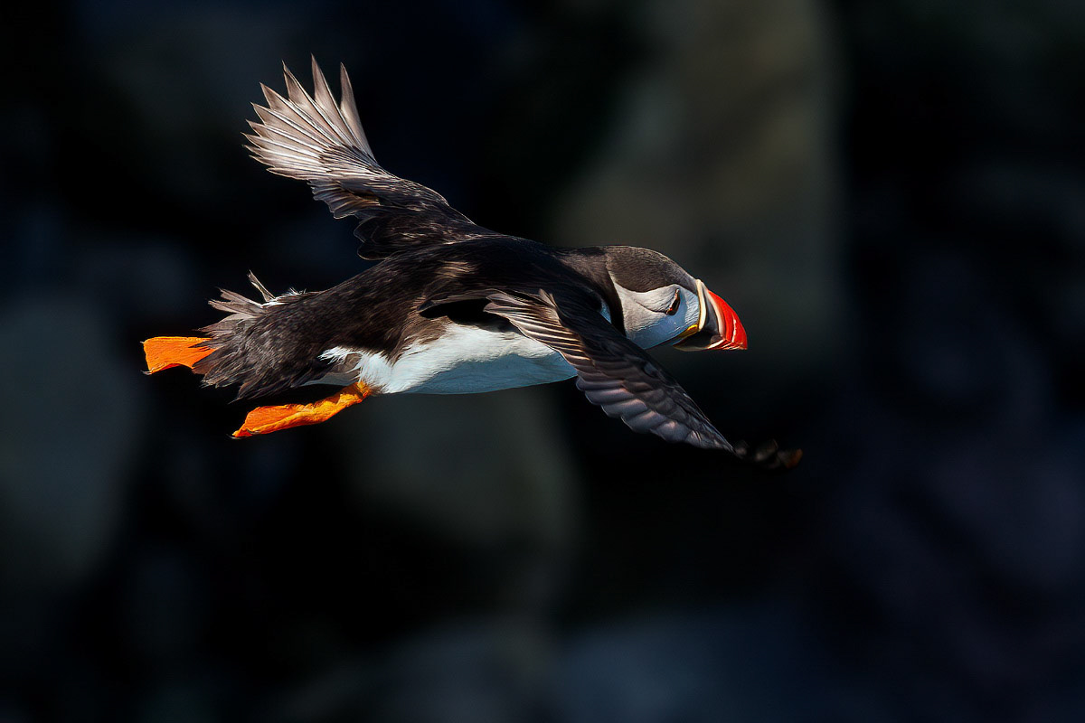 Puffin