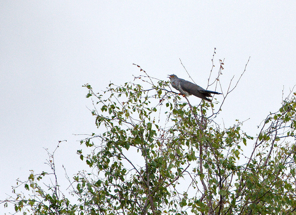 Cuckoo