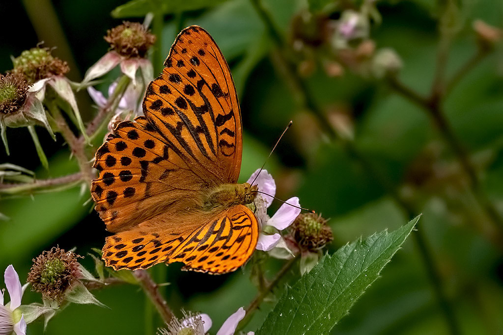 Silver-washed Fritillary