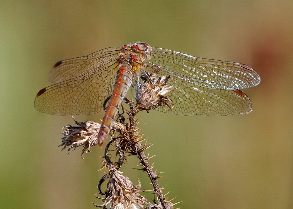 Ruddy Darter