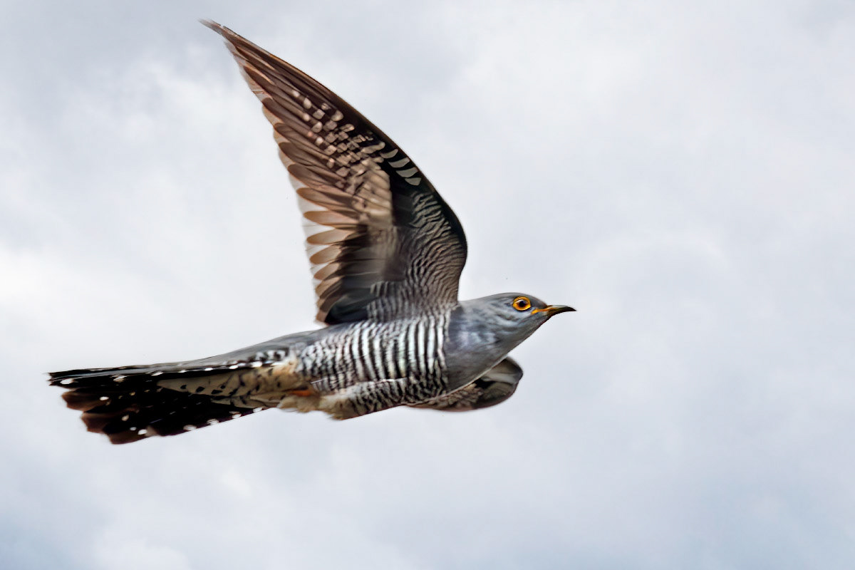 Cuckoo