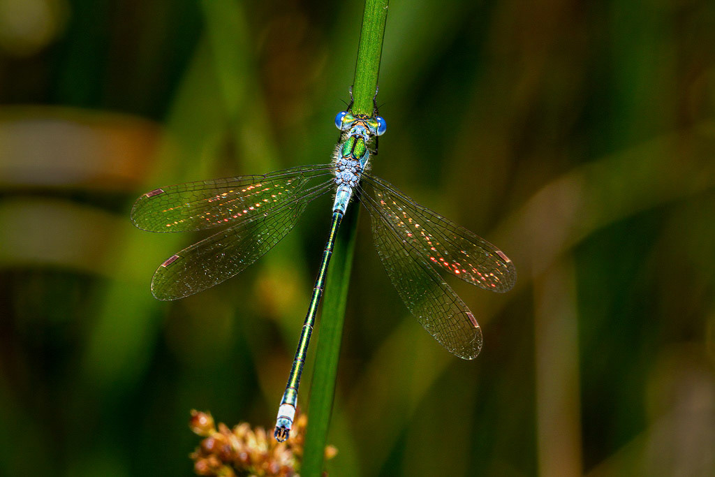 Emerald Damselfly