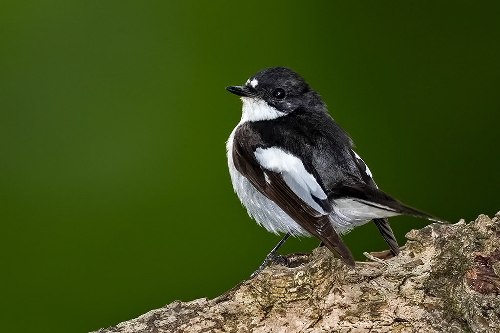 Male Pied Flycatcher