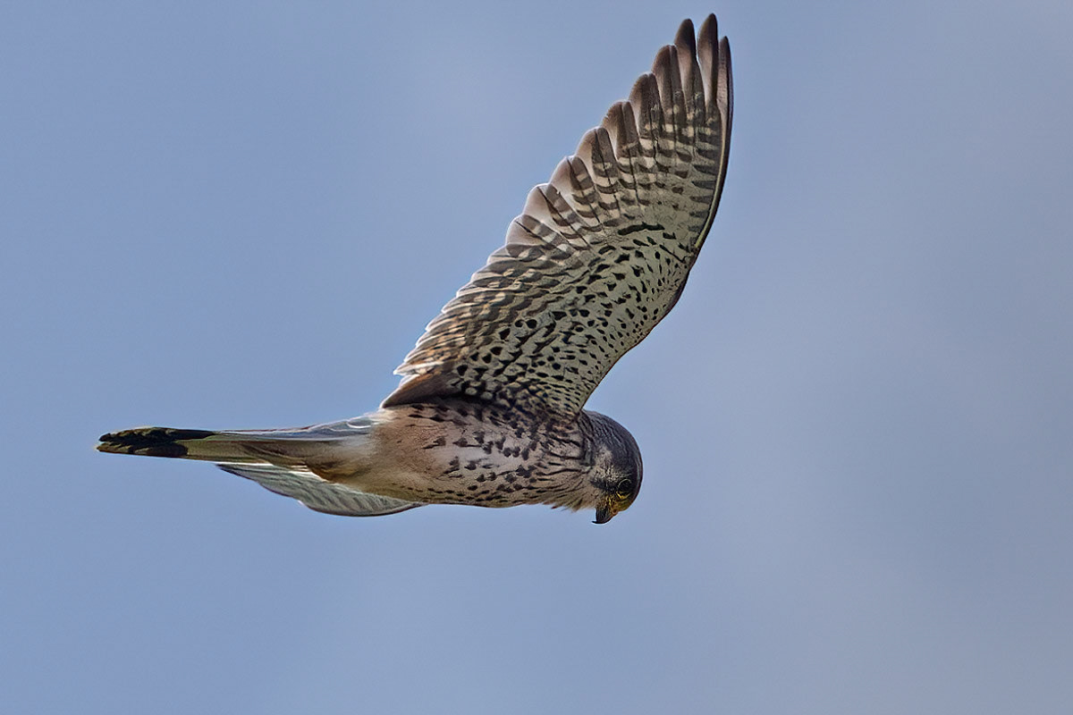 Kestrel