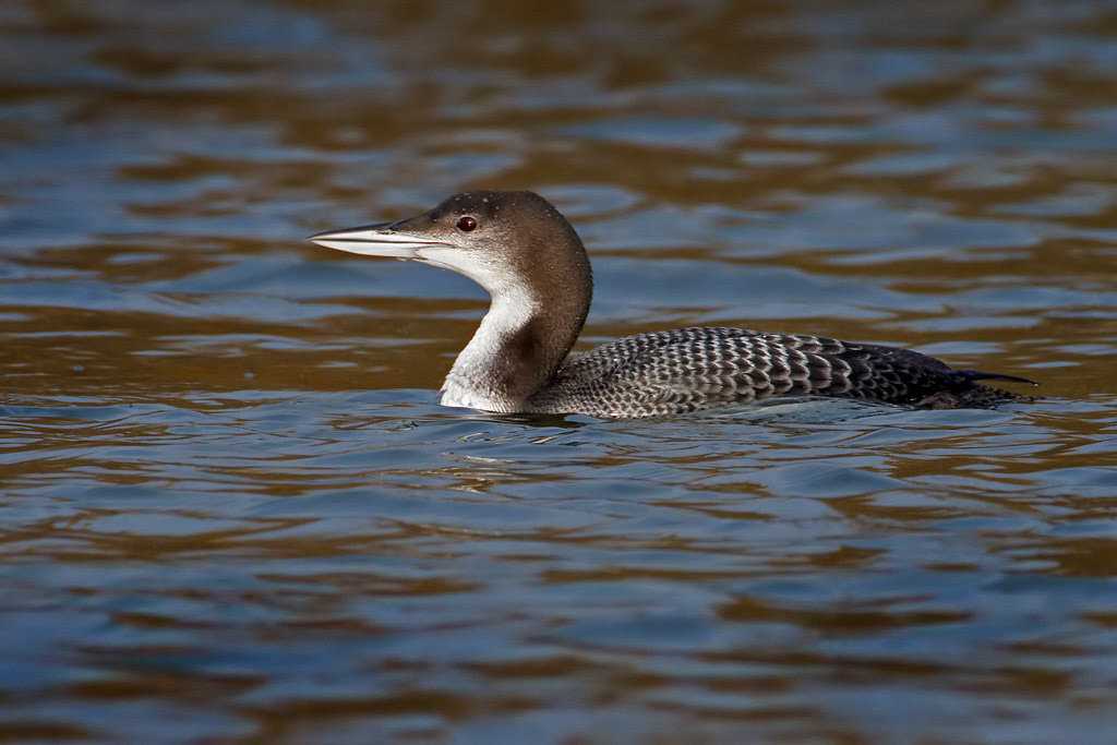 Great Northern Diver