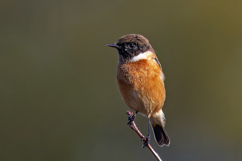 Stonechat