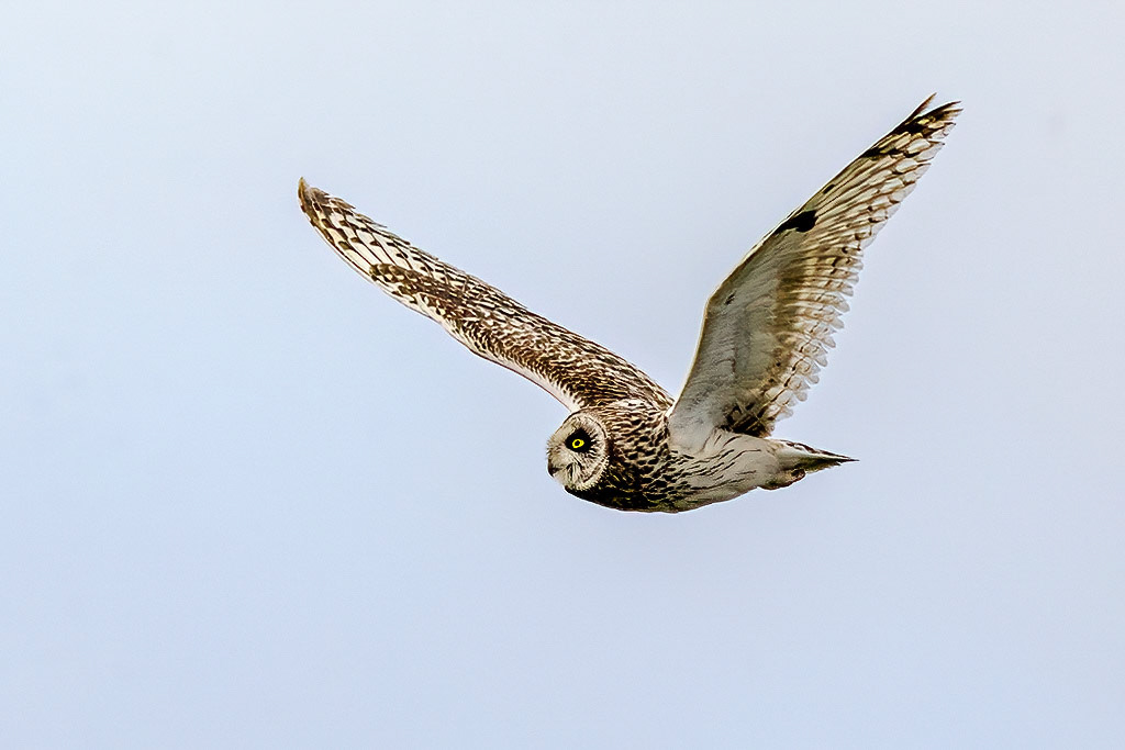 Short-eared Owl