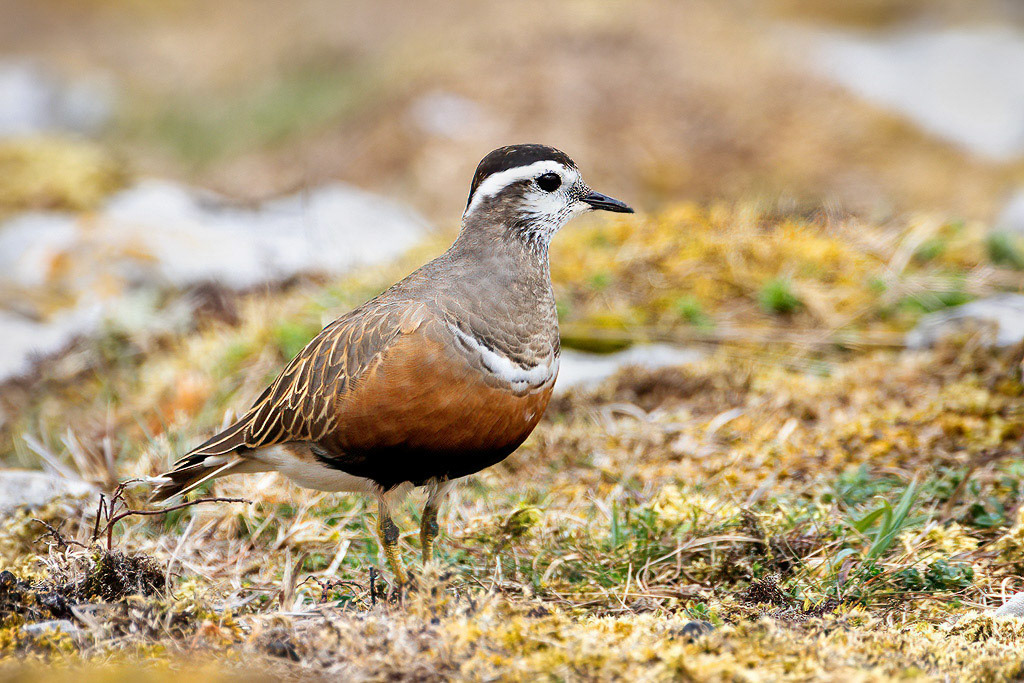 Dotterel