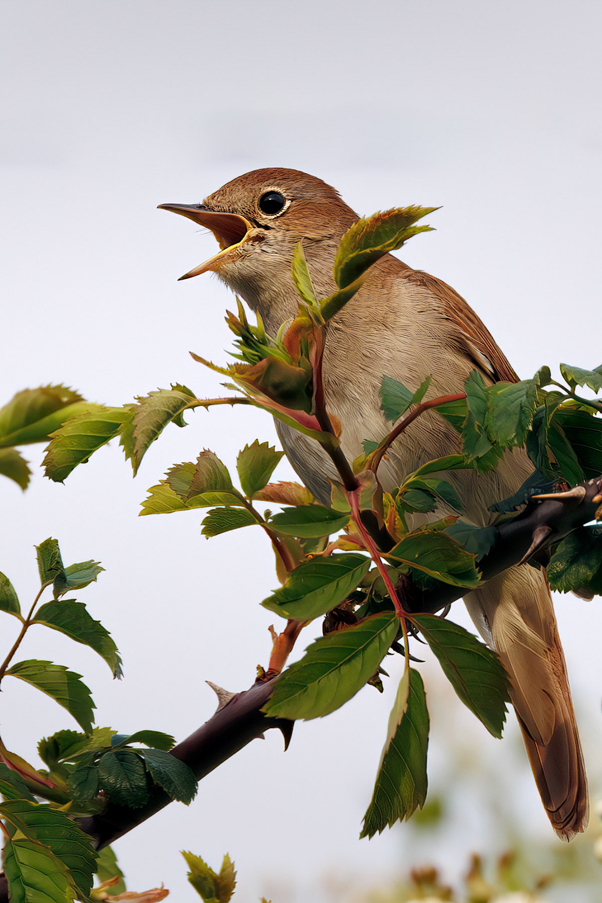 Common Nightingale