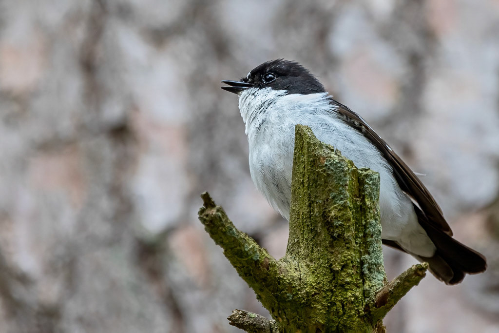 Pied Flycatcher