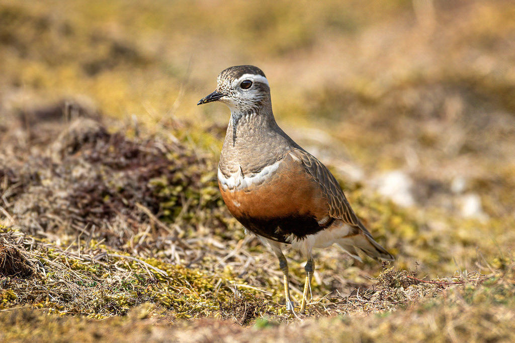 Dotterel