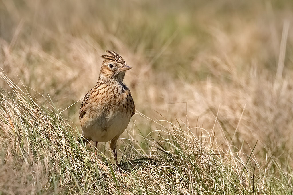 Skylark