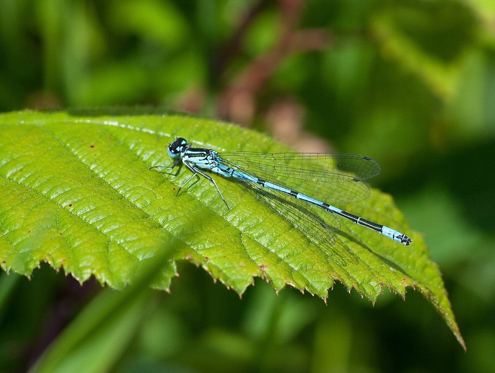 Azure Damselfly