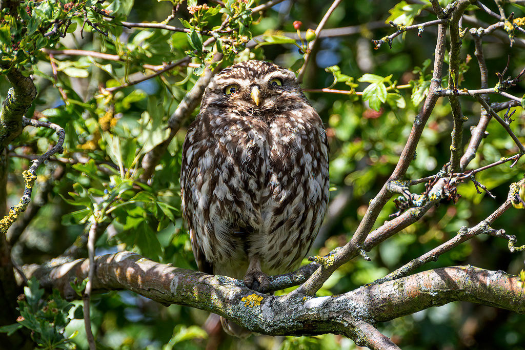 Little Owl
