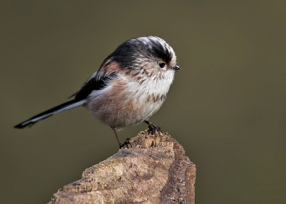 Long-tailed Tit