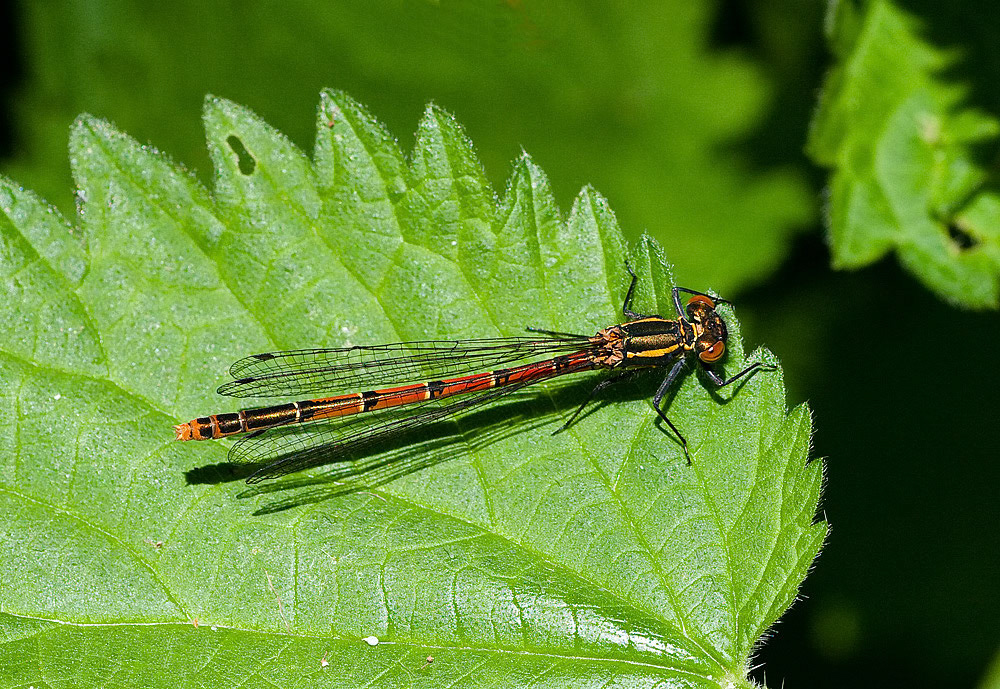 Large Red Damselfly