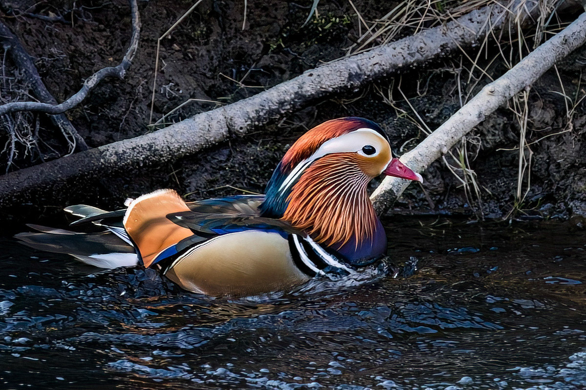 Mandarin Duck