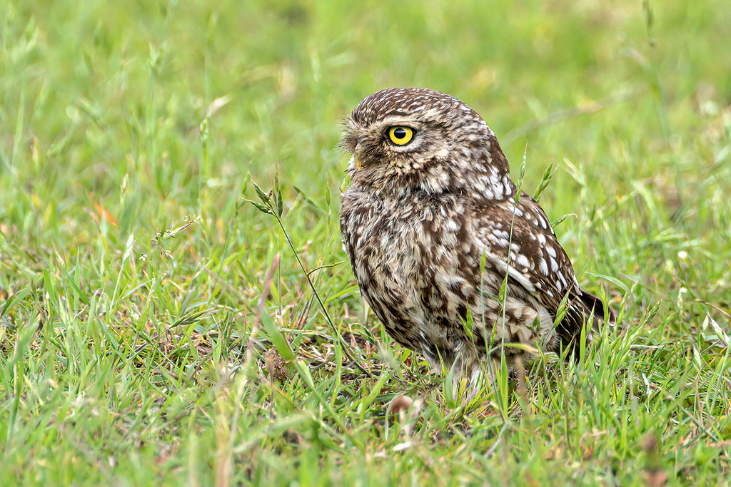 Little Owl