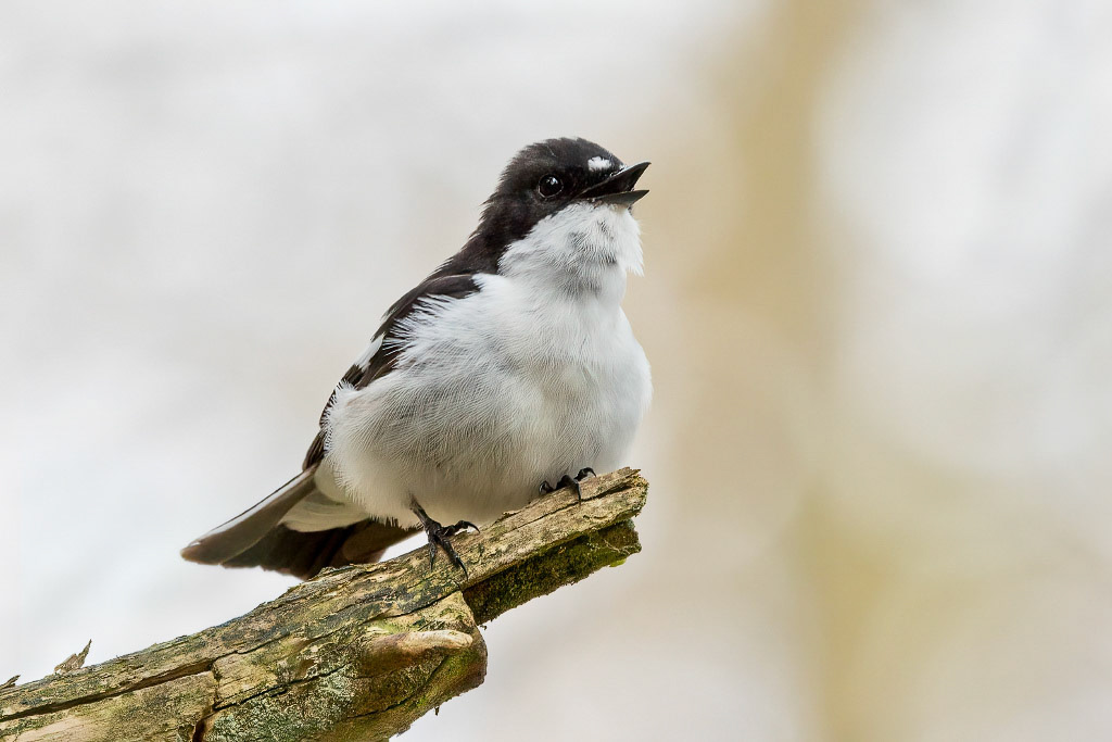 Pied Flycatcher