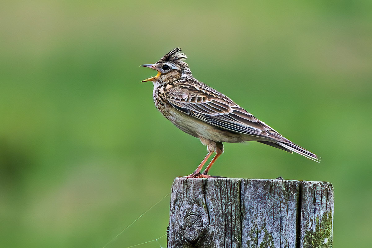 Skylark